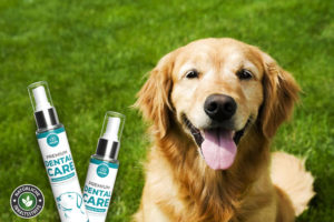 Golden Retriever auf Wiese mit Anicare Premium Dental Care Sprays