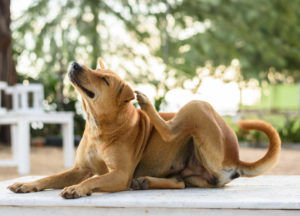 Hund kratzt sich, Hundefloh